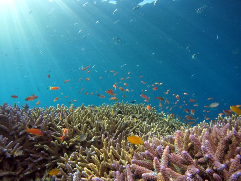Setting Up a Saltwater Reef Tank