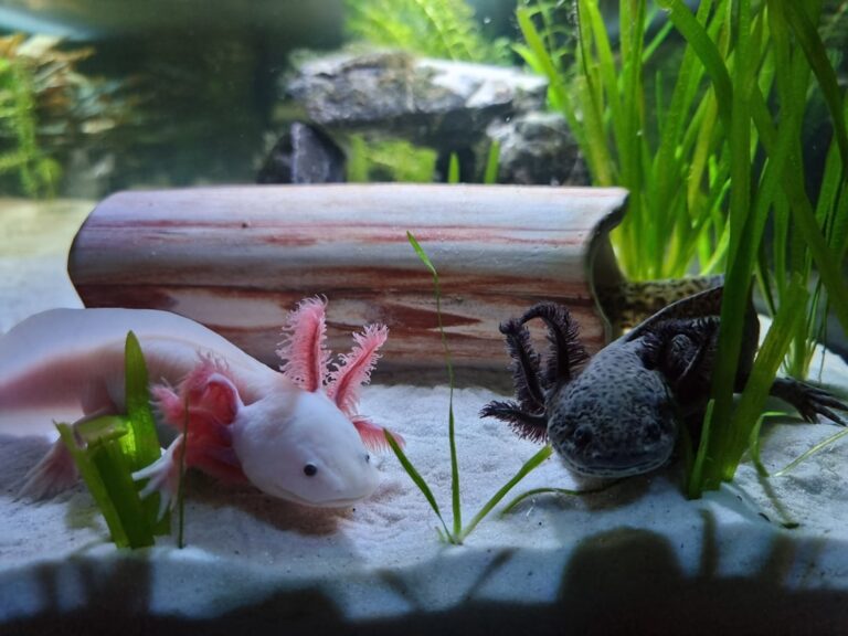 Axolotl Care and Legal Status in Asia