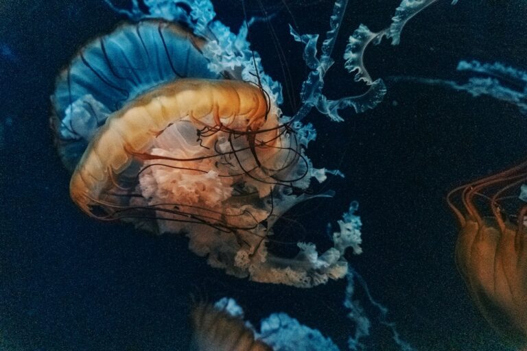 Jellyfish Tank Setup Guide