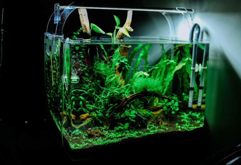 Planted Tank Dutch vs Nature Style