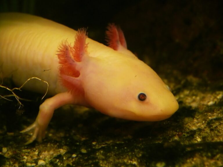 Axolotl Care and Legal Status in Asia
