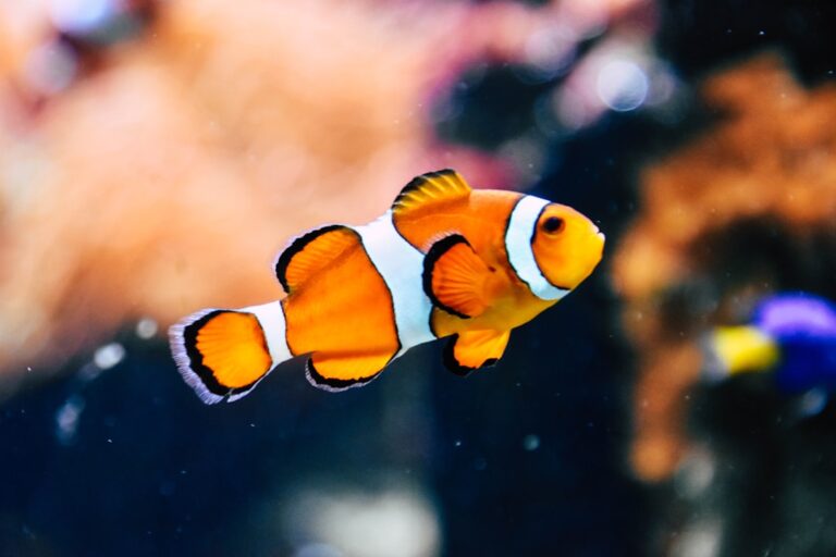 Top Aquarium Brands from Asia