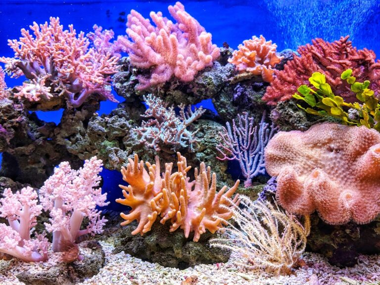 Aquarium Lighting for Coral Growth