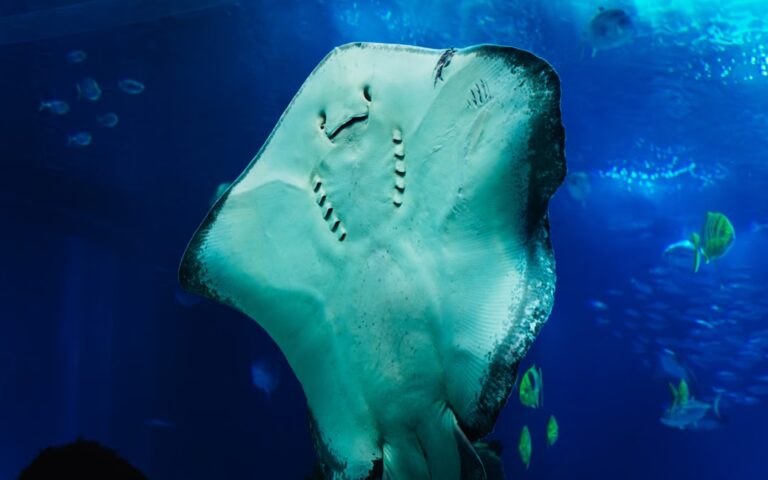 Freshwater Stingray Care Guide