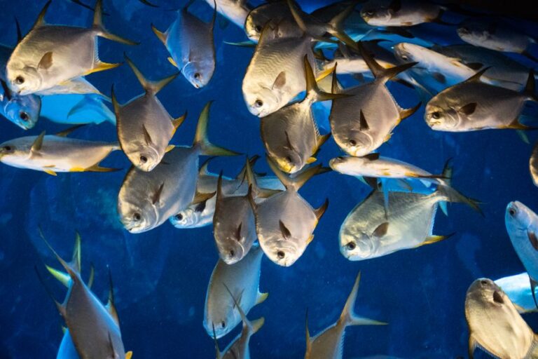 Exploring Bangkok’s Best Aquarium Stores and Fish Markets