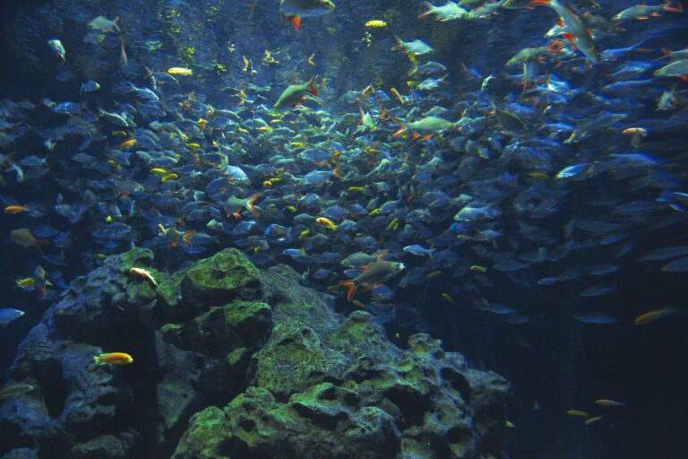 Best Aquarium Shops in Bangkok Thailand