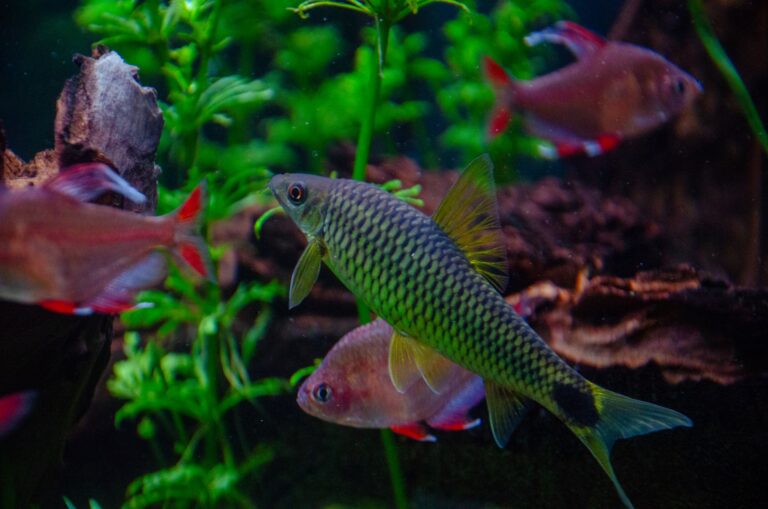 Aquascaping Trends in Asia 2025