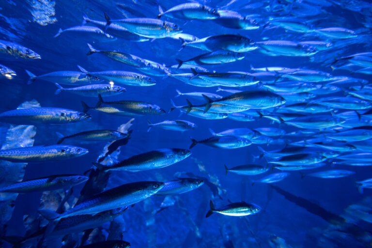 Top Aquarium Expos in Southeast Asia