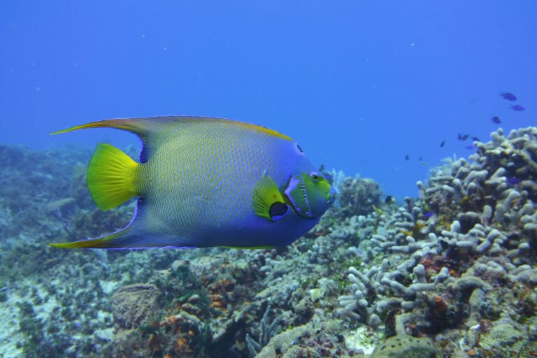 Nutritional and Chemical Protocols for Rare Deepwater Marine Angels