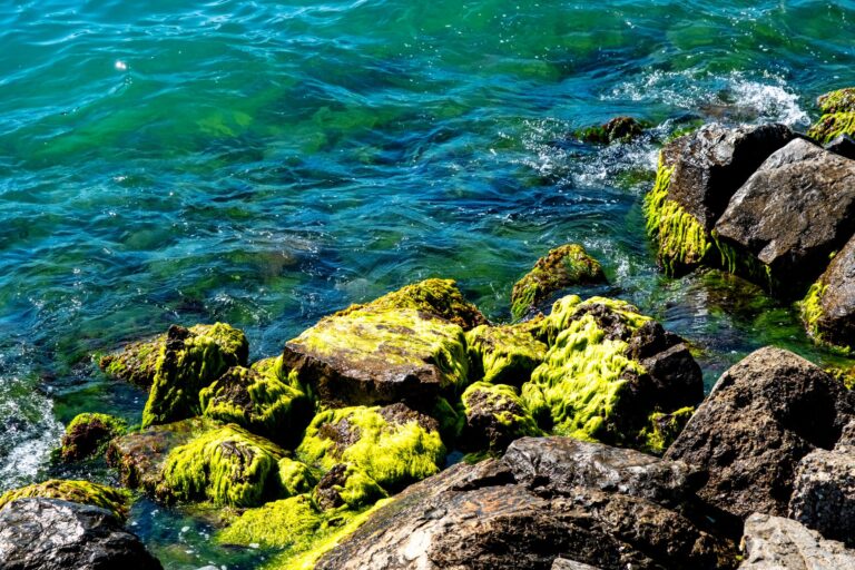 Cultivating Fragile Aquatic Moss on Complex Branch Structures