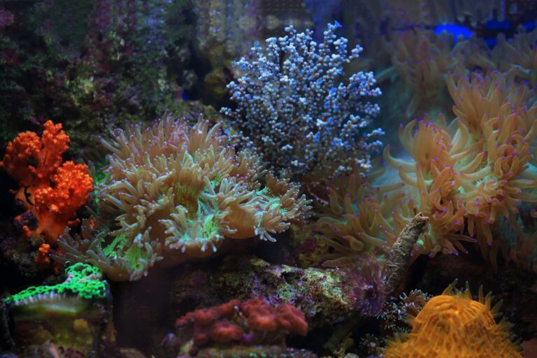 Eradicating Micro-Algae Outbreaks with Biological Control Ecosystems