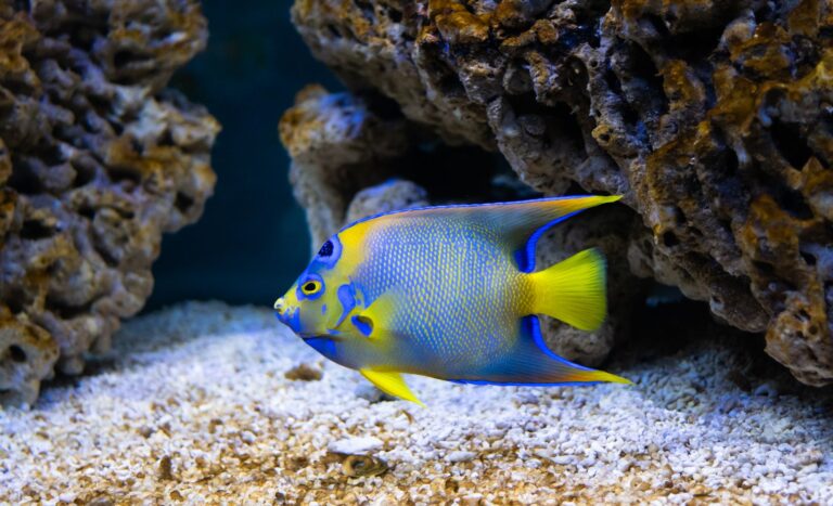 Sustaining Healthy Populations of Deepwater Marine Angelfish Species