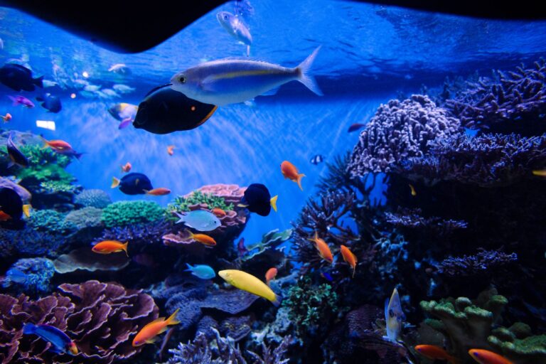 Maintaining Chemical Parameter Stability in Industrial-Scale Marine Displays