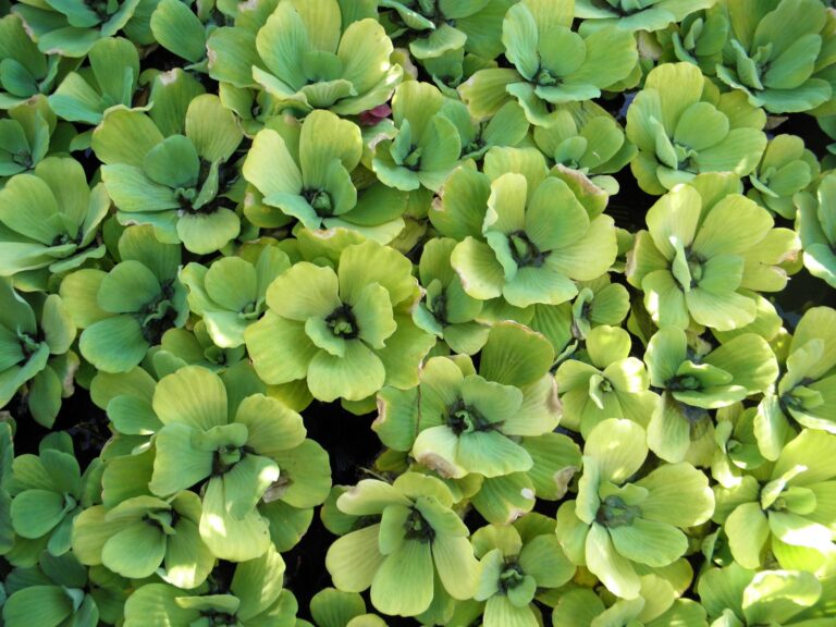 Cultivating Texturized Mutation Plant Species