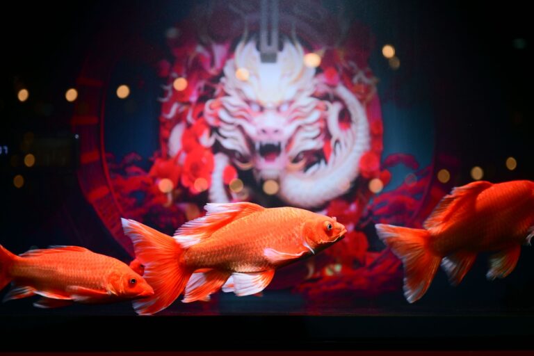 Traditional Minimalist Aesthetic in Luxury Aquascapes