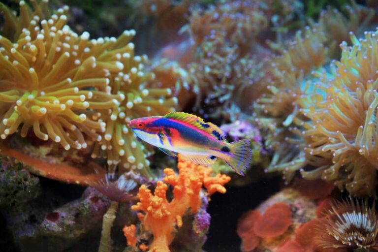 Maintaining Chemical Parameter Stability in Industrial-Scale Closed Loop Marine Displays