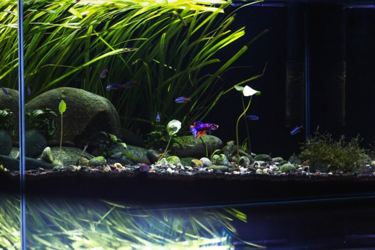 High-Tech Planted Aquariums: The Complete Equipment & Substrate Guide