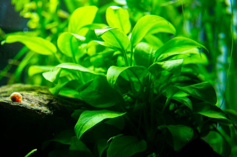 Low-Tech Tank Mastery: Choosing the Best Aquarium Plants for Success