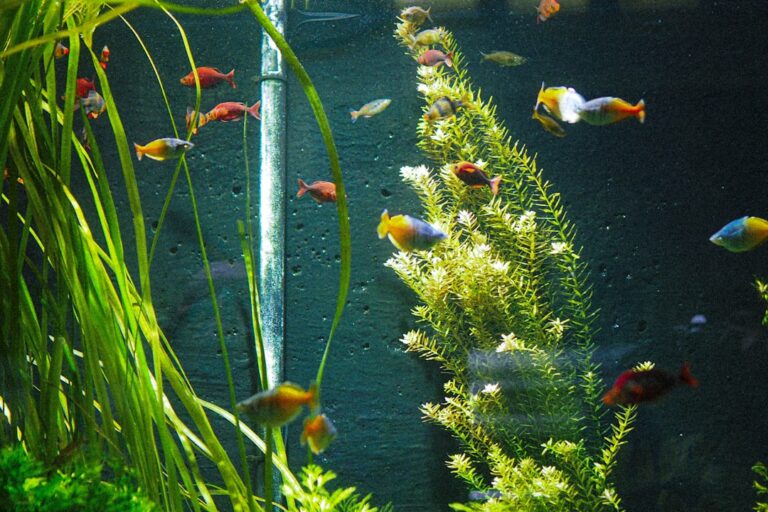 High‑Tech Planted Aquariums: The Complete Equipment & Substrate Guide
