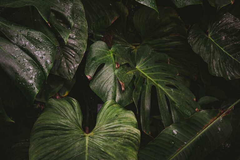 Mastering Plant Deficiencies: A Comprehensive Guide to Iron, Potassium, and Magnesium