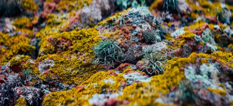 Live Rock Selection: Unlocking the Secrets to Shape and Biodiversity