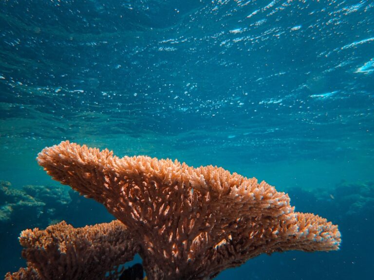 Coral Pest Control: The Ultimate Guide to Dipping Corals