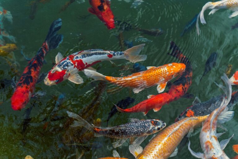 My Journey to Mastering Freshwater Fish Diseases: Trials, Tribulations, and Triumphs