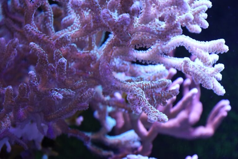 How a Single Coral Frag from a Friend Became My Tank’s Most Aggressive Stunner (And Why I Dug It Out)