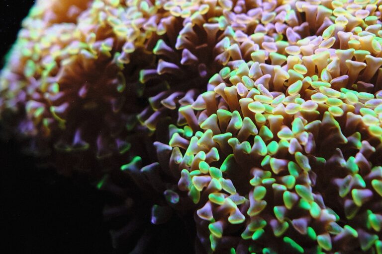 How Green Star Polyps Taught Me to Stop Ignoring the Light Spectrum