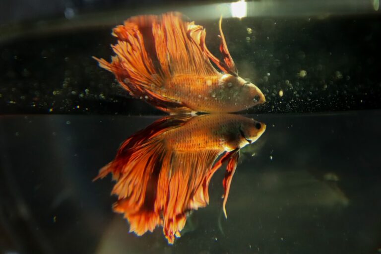 The Betta That Wasn’t Supposed to Make It