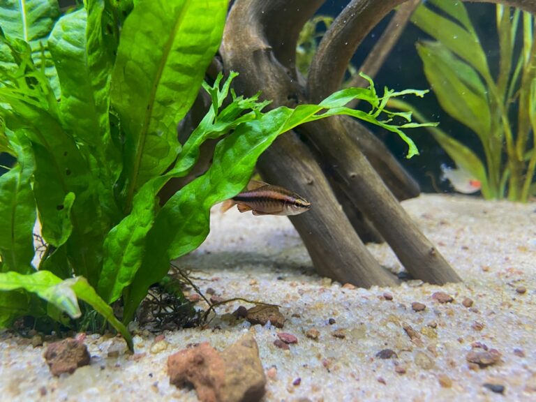 The Driftwood Arrived on a Tuesday