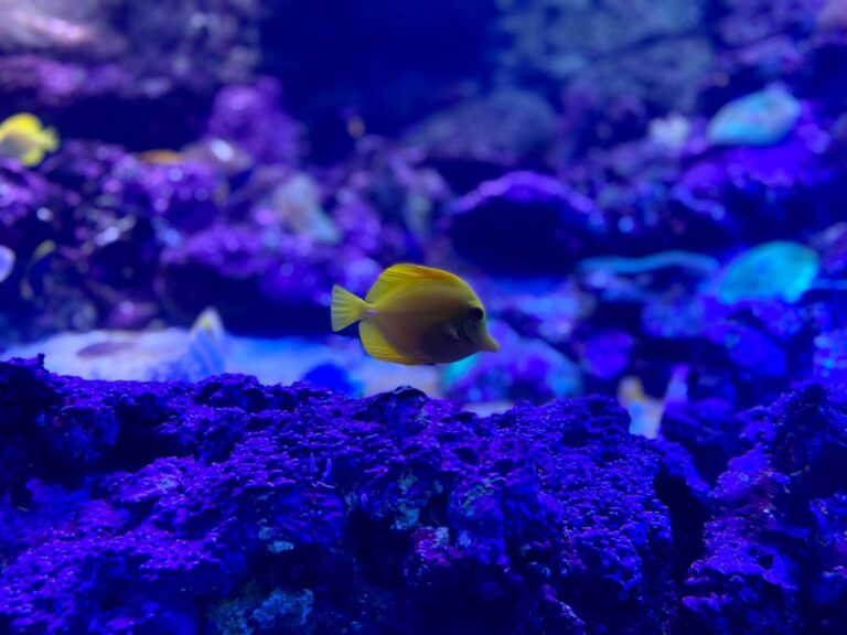 The Fish That Made Everyone Rethink Copper