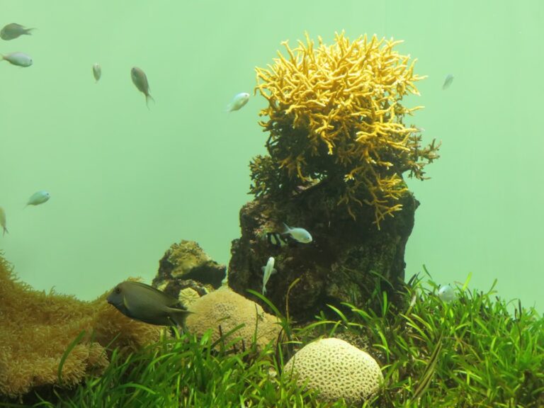 Setting Up a 40-Gallon Community Tank With Only a Sponge Filter