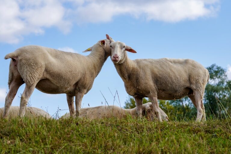 Live Blackworms for Breeding German Blue Rams: Your Complete Guide to a Game-Changing Food