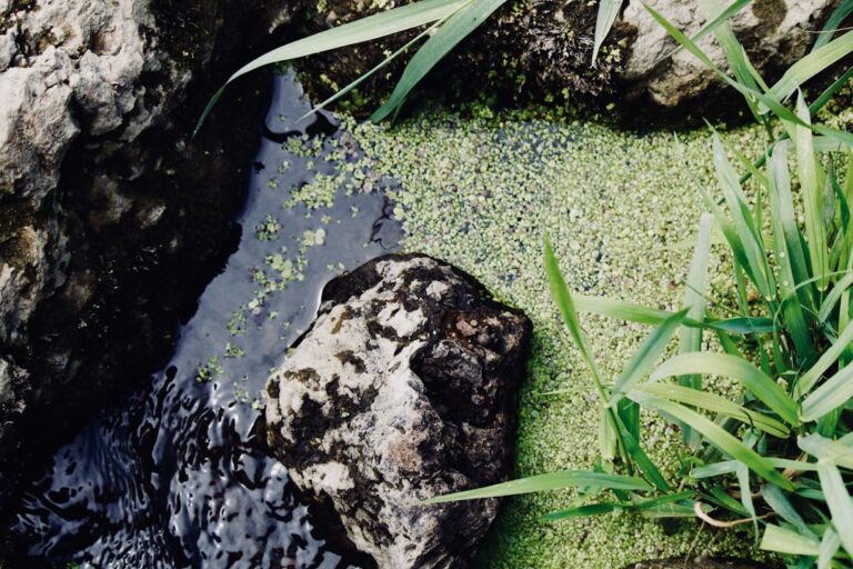 A Handful of Garden-Pond Mud Changed This Low-Tech Tank