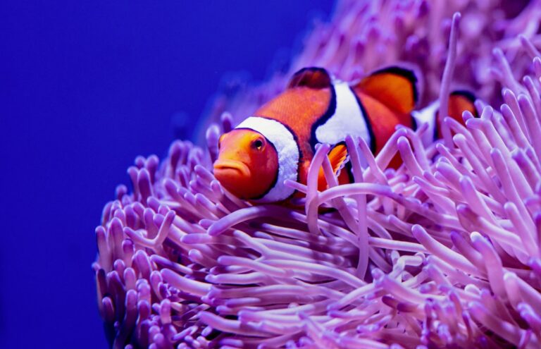 When Disasters Strike: Saving Your Clownfish After a Power Outage