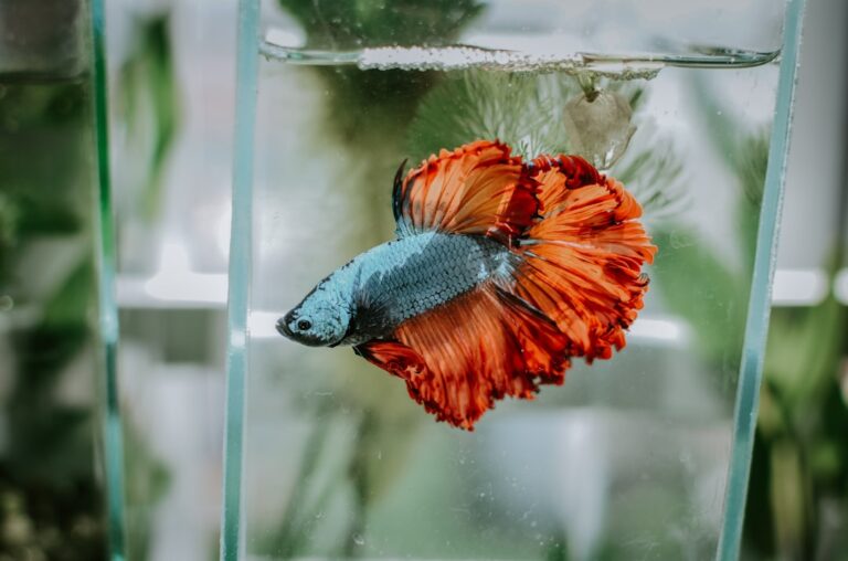 The 10-Gallon Tank That Took Three Months