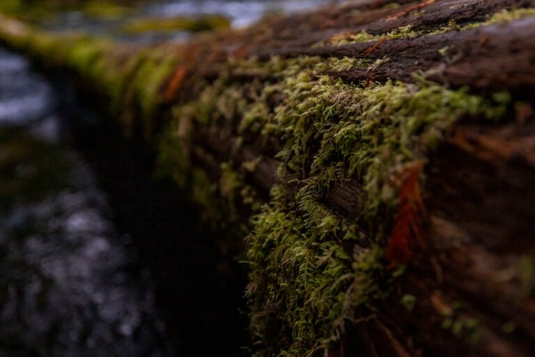 Getting Moss to Climb: The Practical Guide to a Wabi-Kusa Wall