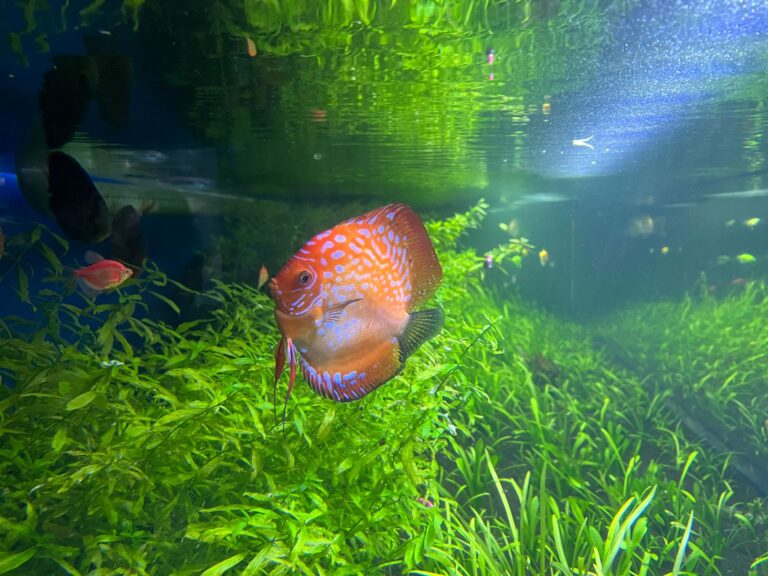 The Discus Hovered Near the Surface