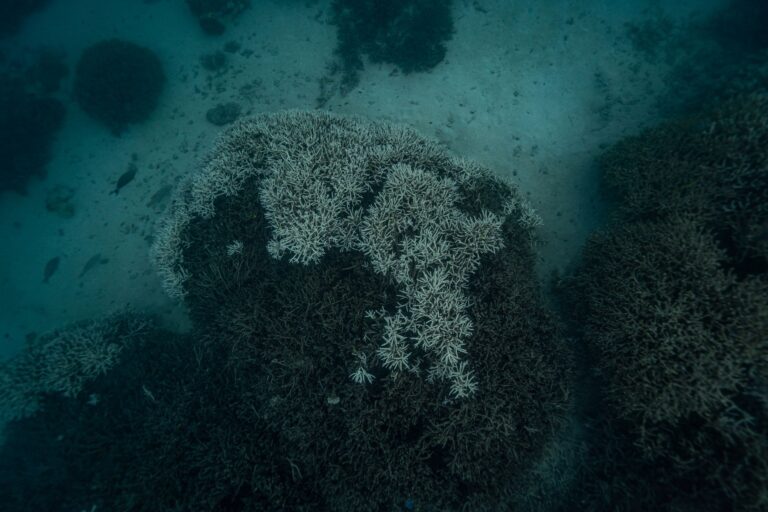 Adjusting Light Spectrum to Reverse Gorgonian Bleaching