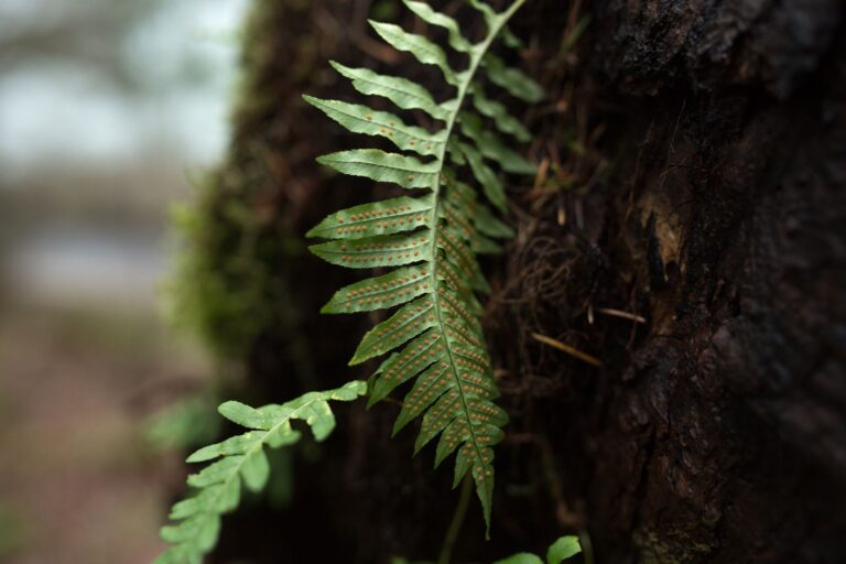 Why Your Java Fern Melted After Root Tabs (And What to Do Instead)